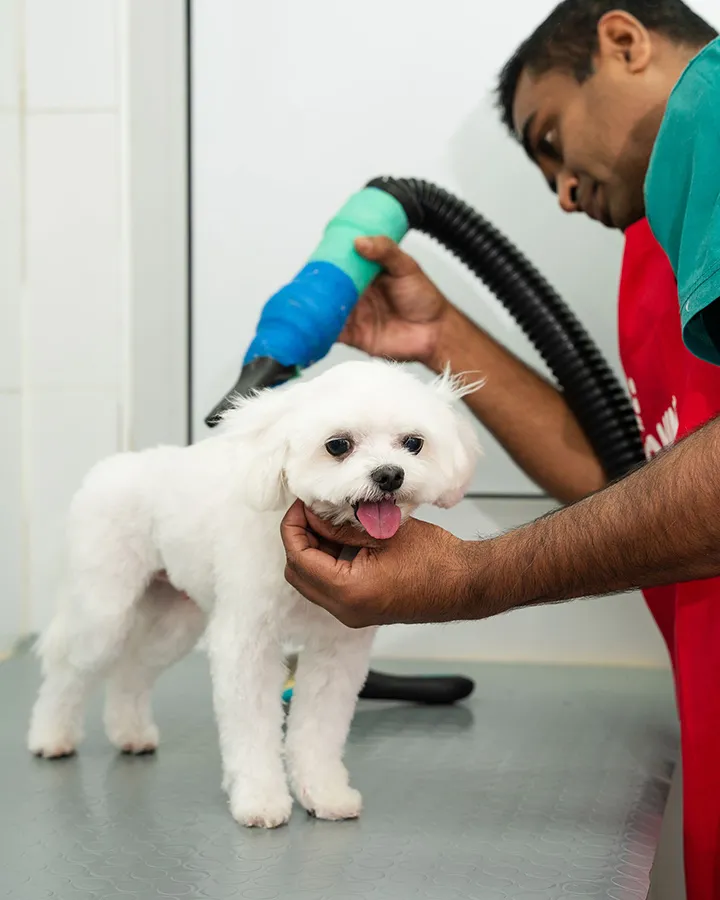 A white dog is getting cleaned up by our professional pet groomers.
