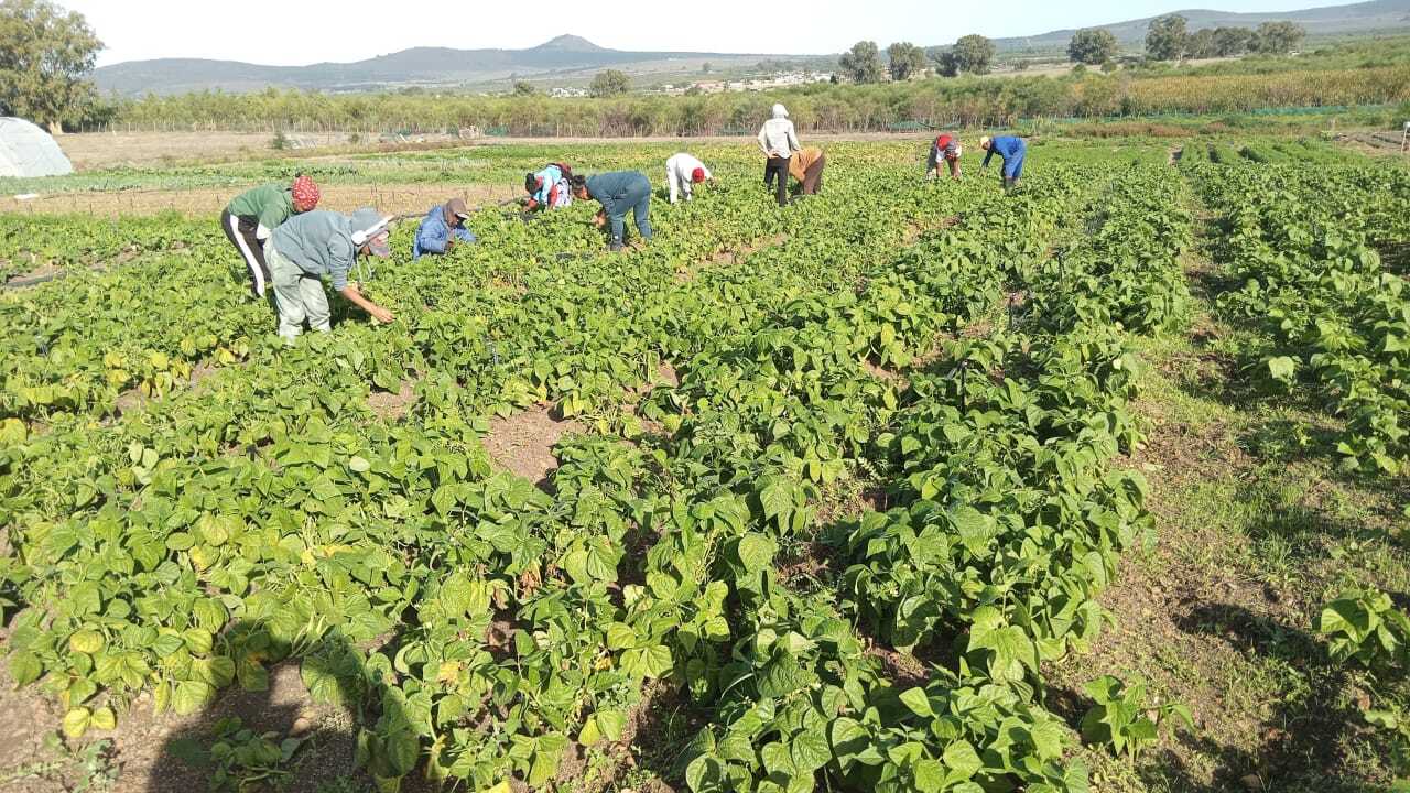 Angelo Marman from Abitz farming