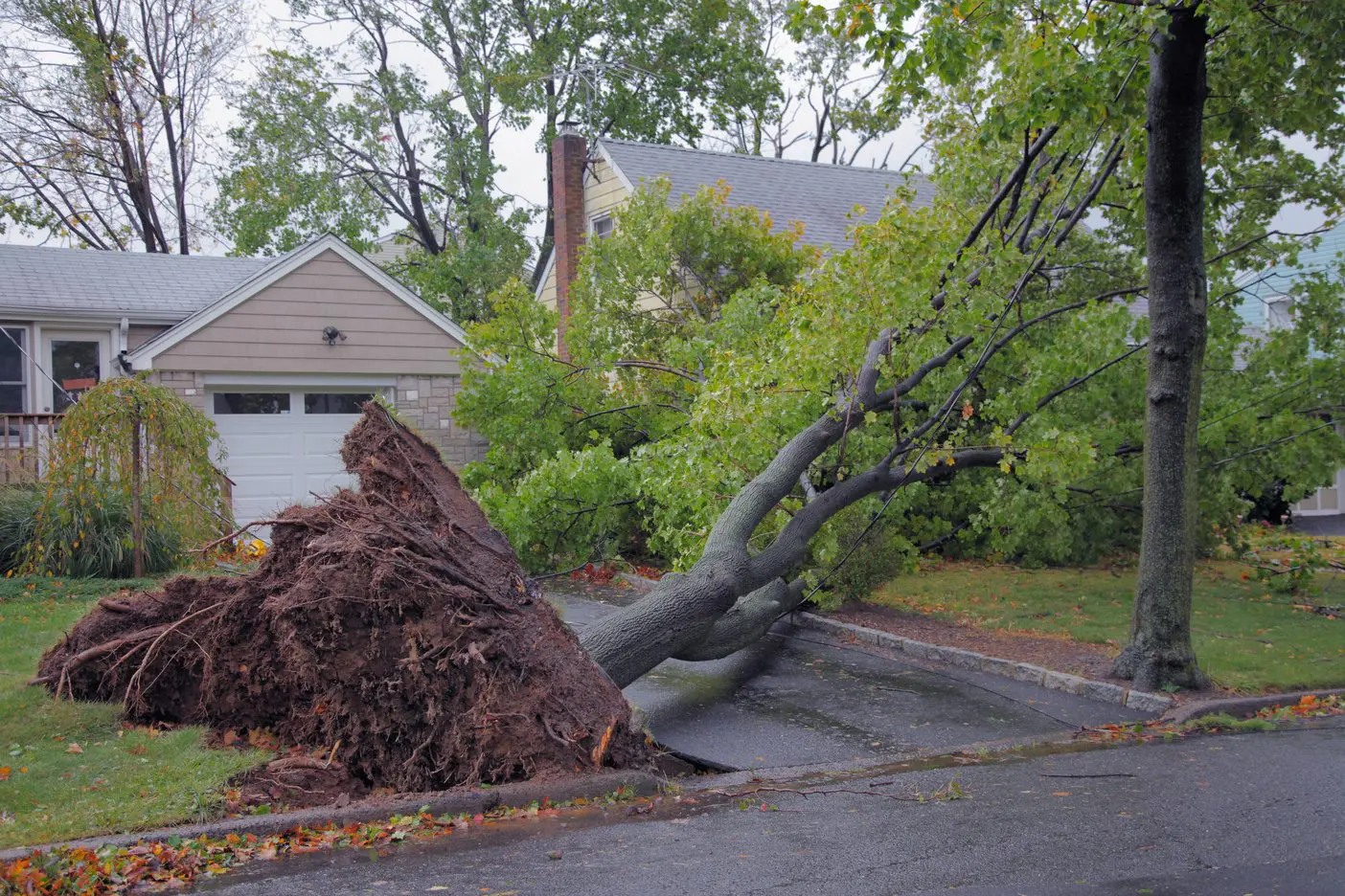 Emergency tree service response