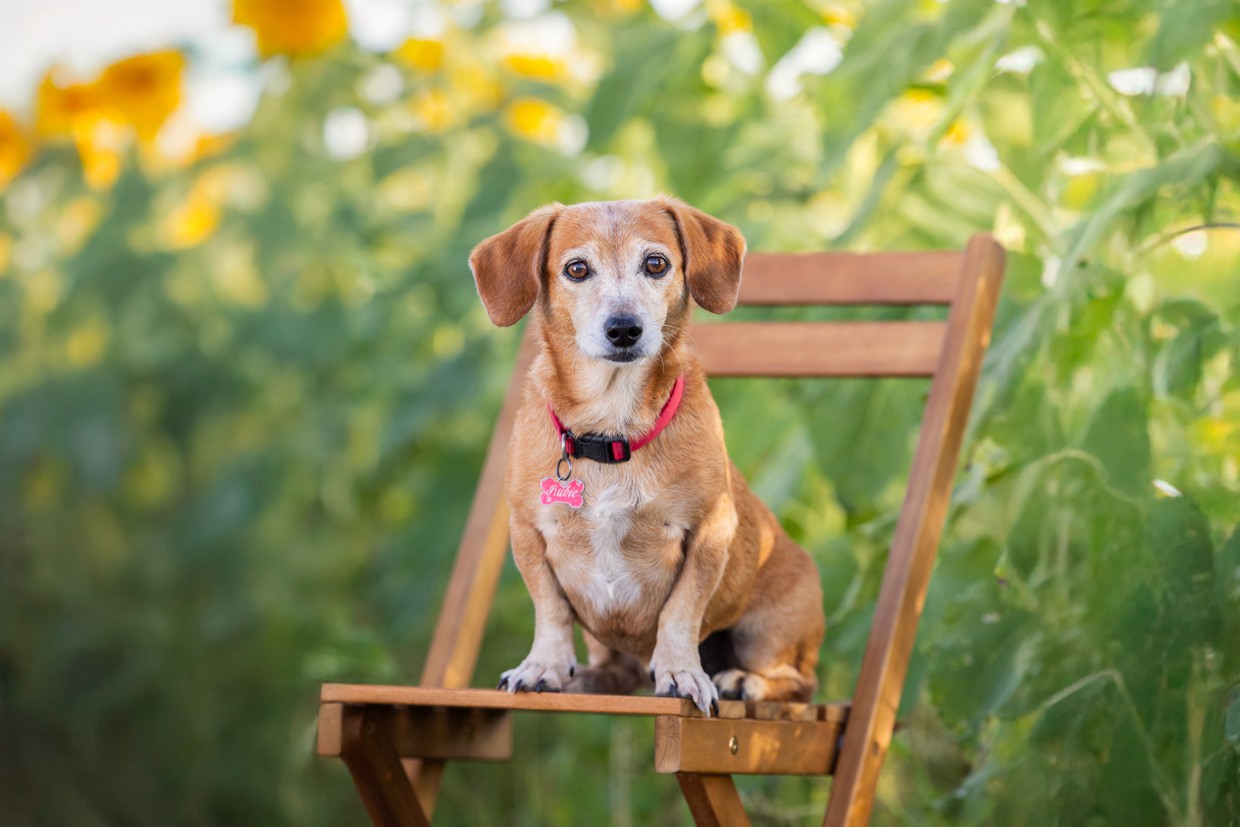 Tan dachshund cross sitting on bench in front of sunflower plants