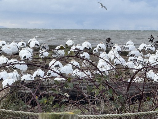 Margot about section