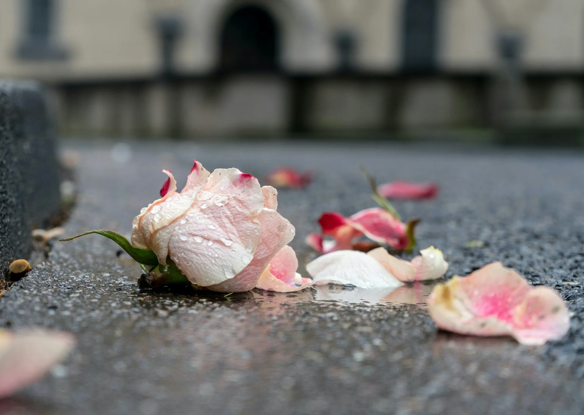 Nahaufnahme einer verwelkten hellrosa Rose mit Wassertropfen auf nassem Asphalt als Symbol für Abschied und Verlust in der Trauerbegleitung.