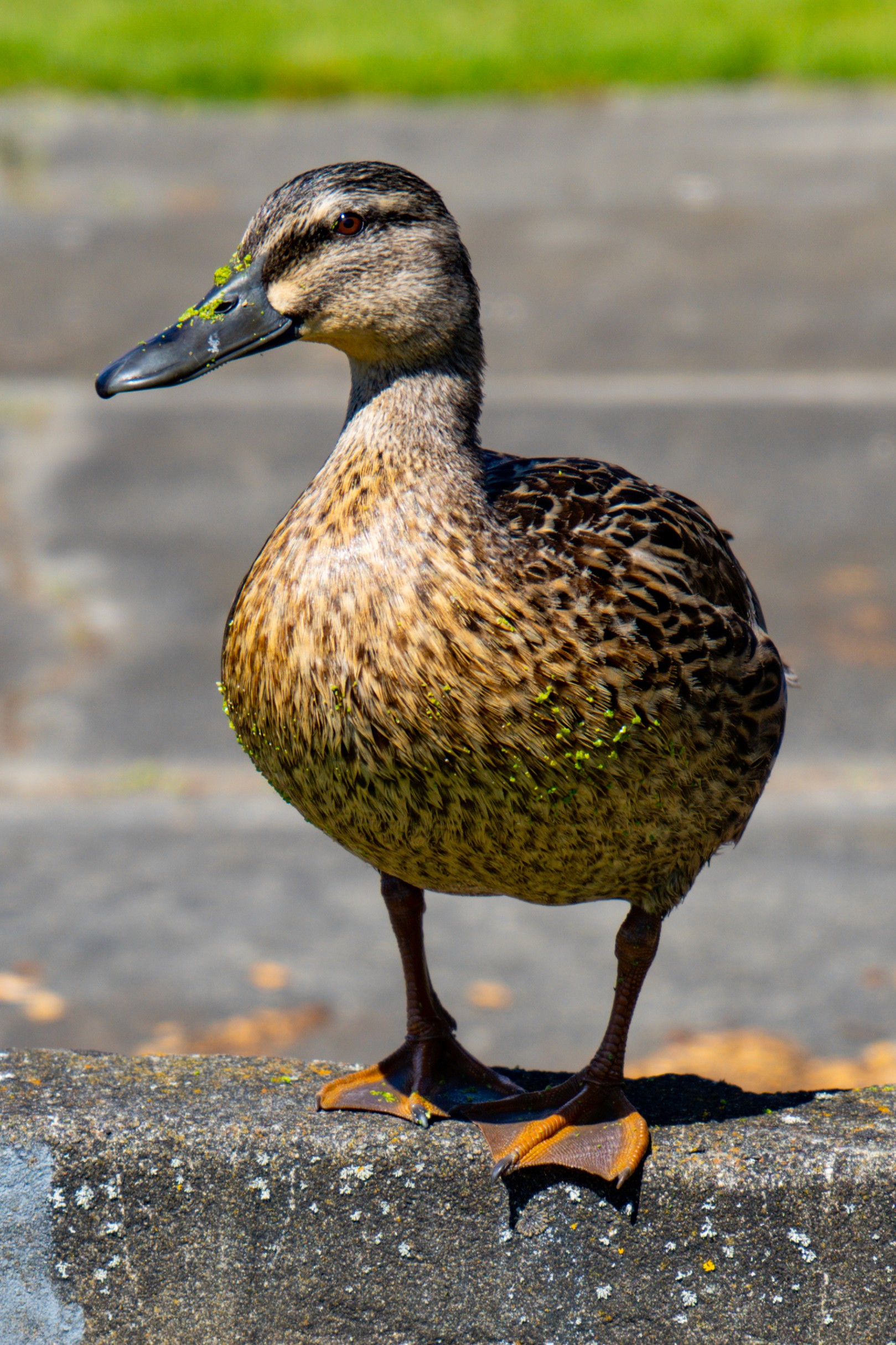 Duck photographed close-up in soft natural light