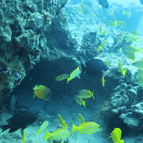 一群色彩斑斓的黄黑相间的鱼群在水下岩石珊瑚礁周围游动。