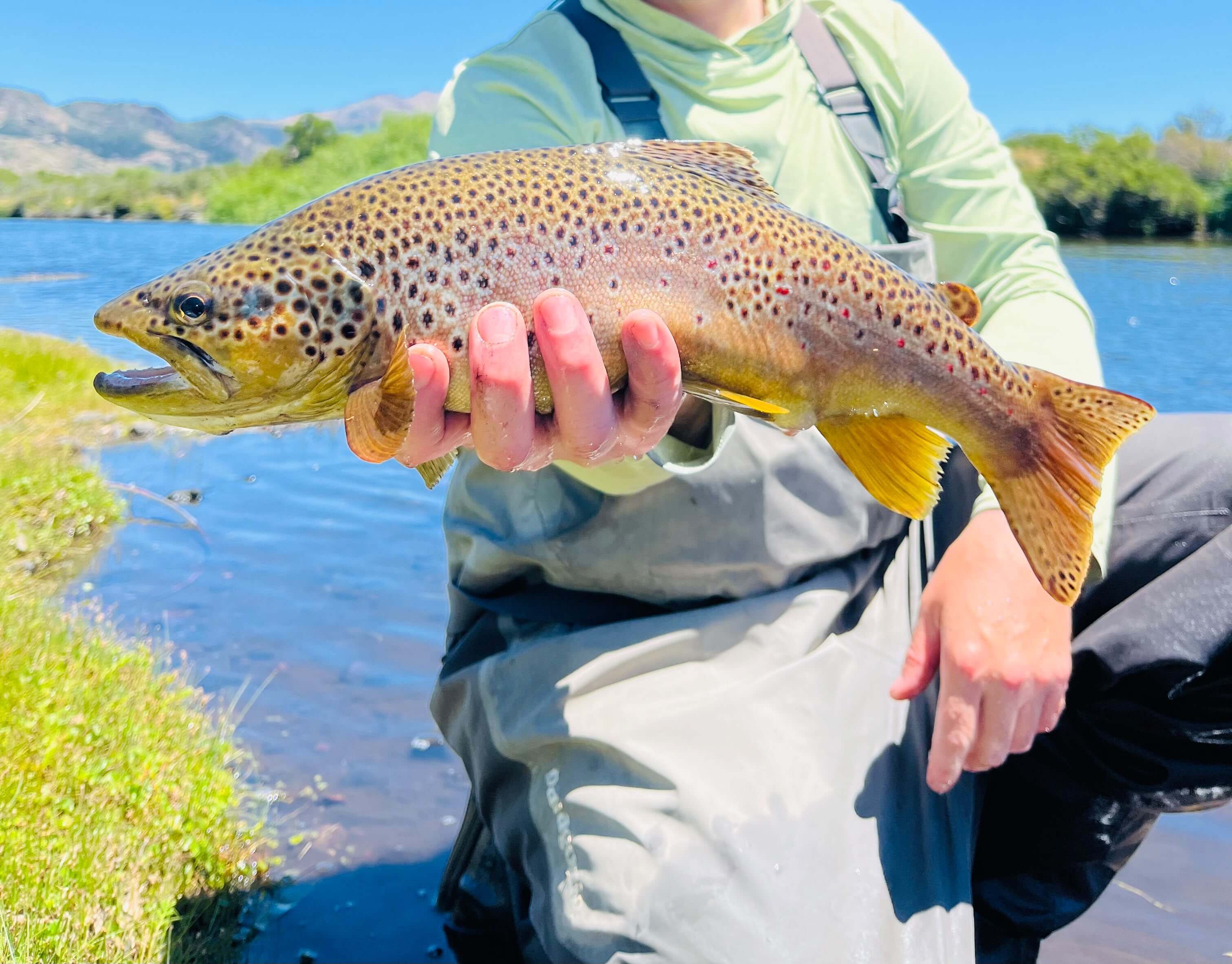 Close-up of a big brown trout in shallow clear water before release, fly fishing in Patagonia, Argentina