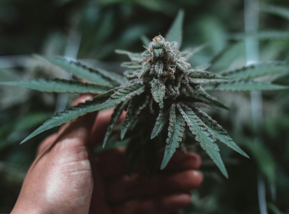 Hand holding cannabis plant