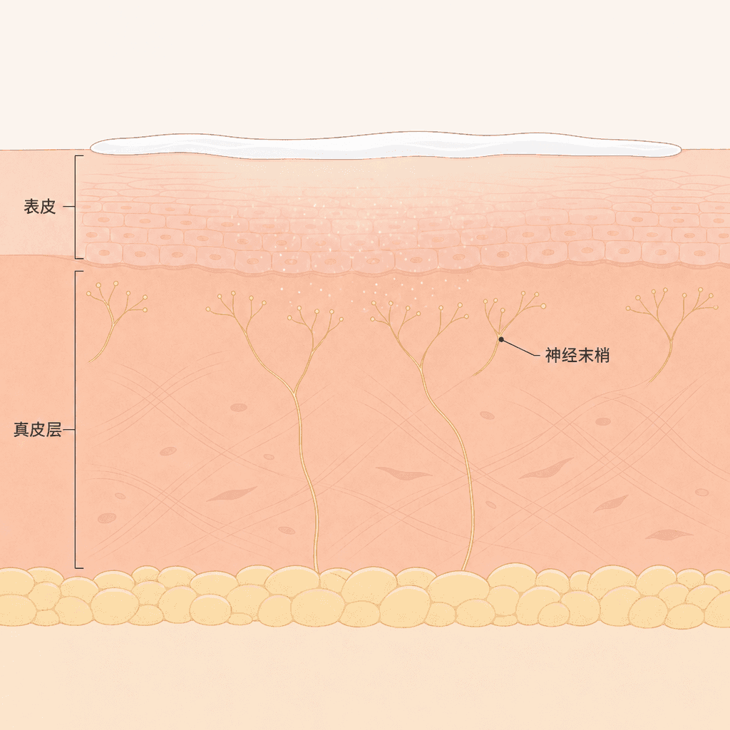涂在表面的乳膏渗透至真皮神经末梢的过程