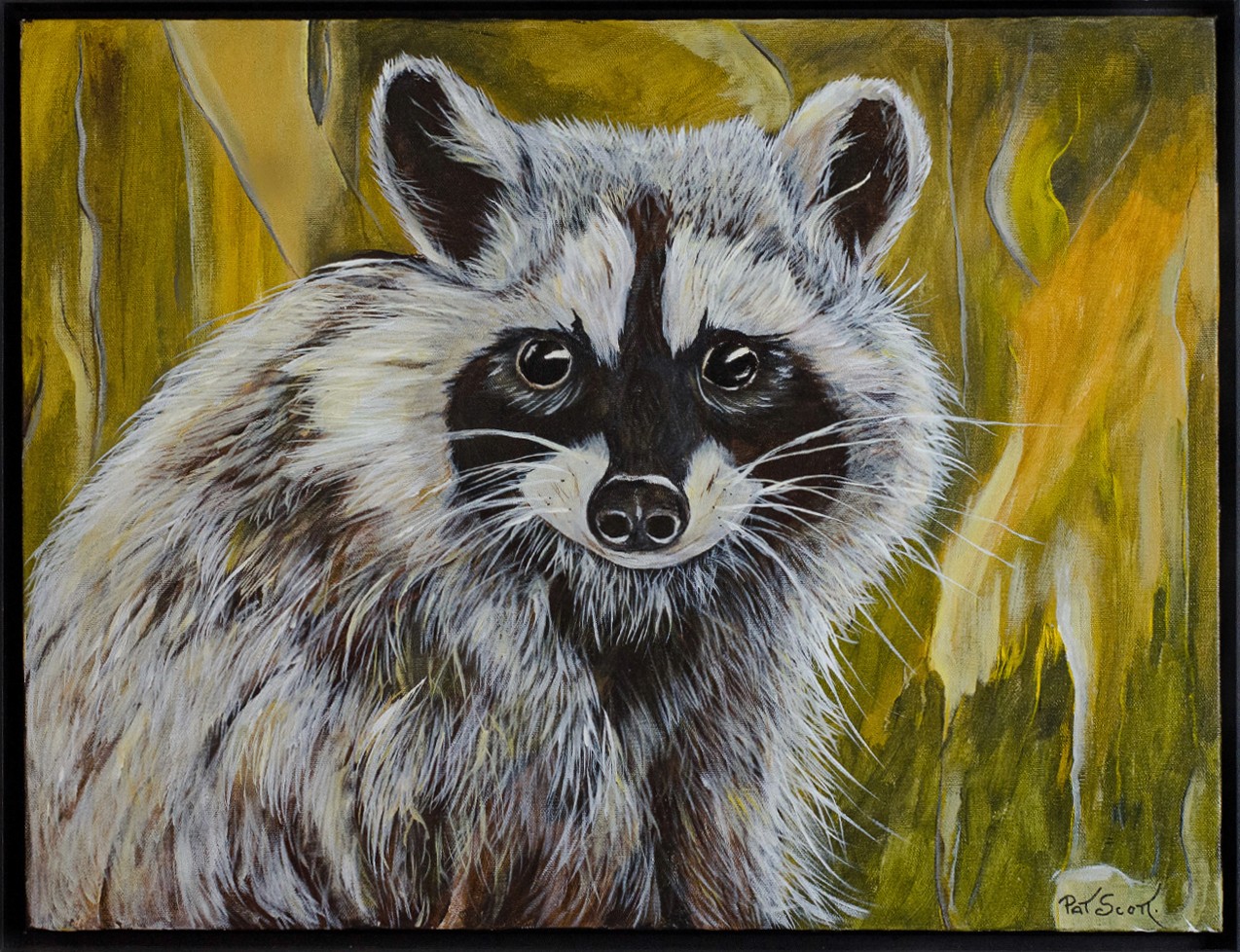 A racoon with anxious eyes looks towards the viewer as if it was caught off guard and deciding whether to flee or go about its business.