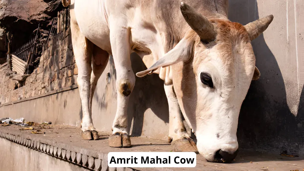 Amrit Mahal Cow.webp