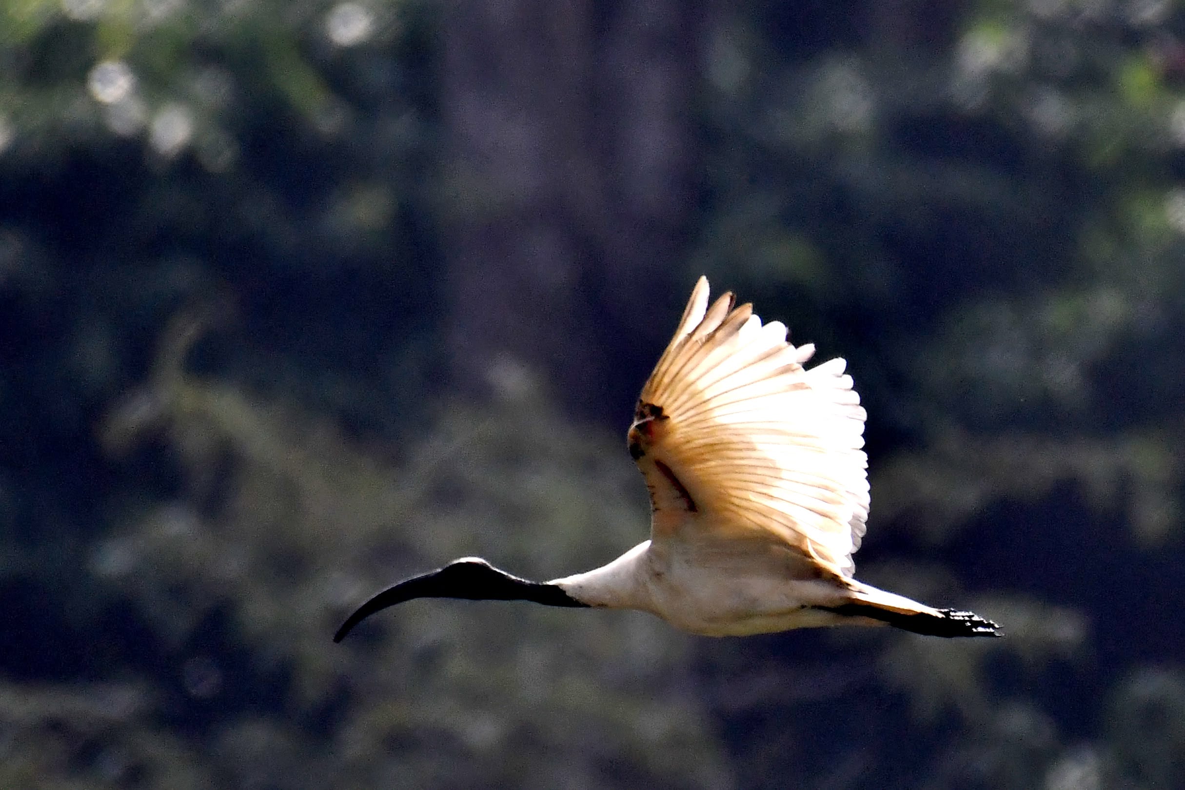  Black-headed Ibis