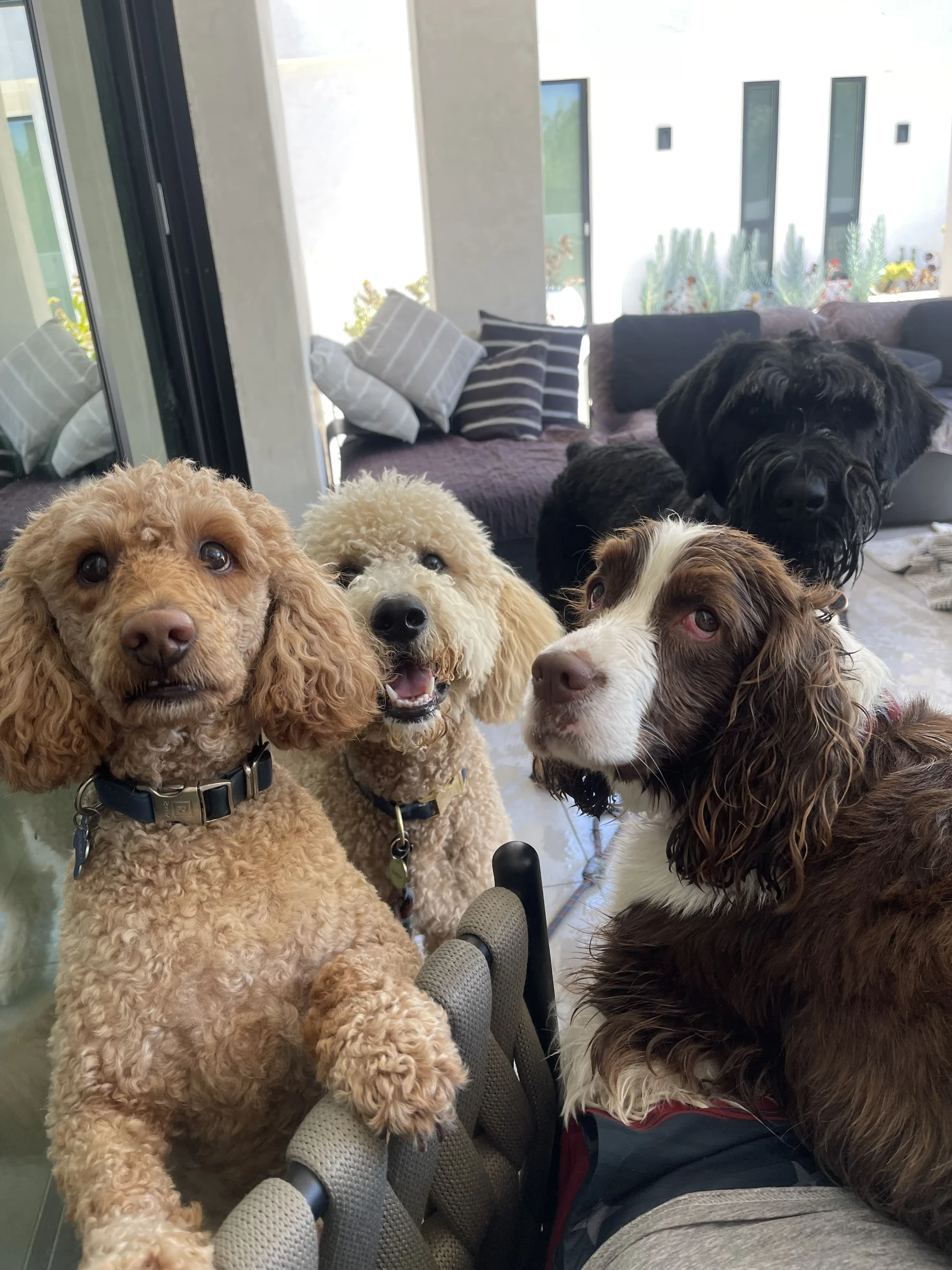 Three dogs relaxing indoors during overnight dog sitting