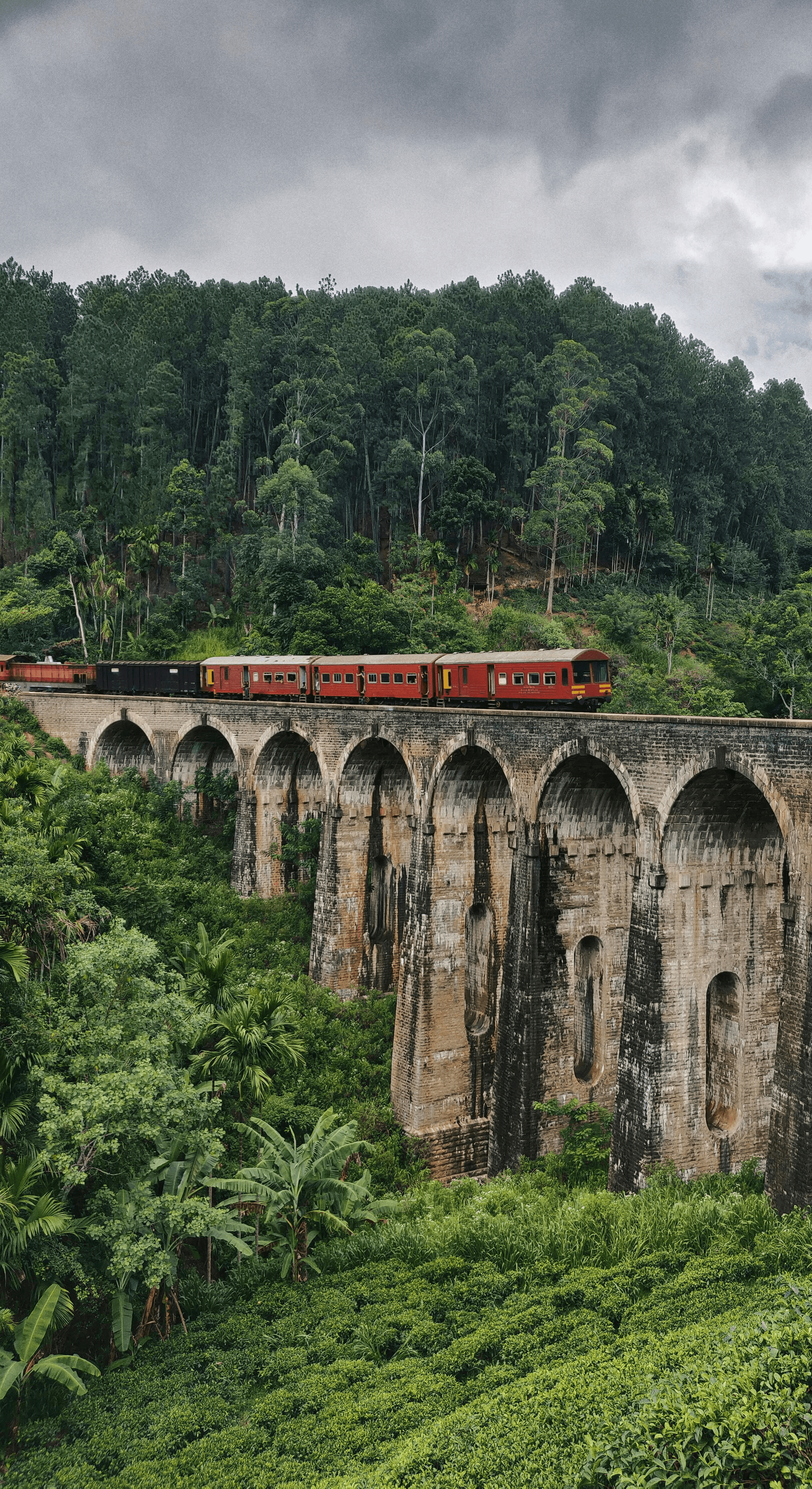 train on bridge in forest