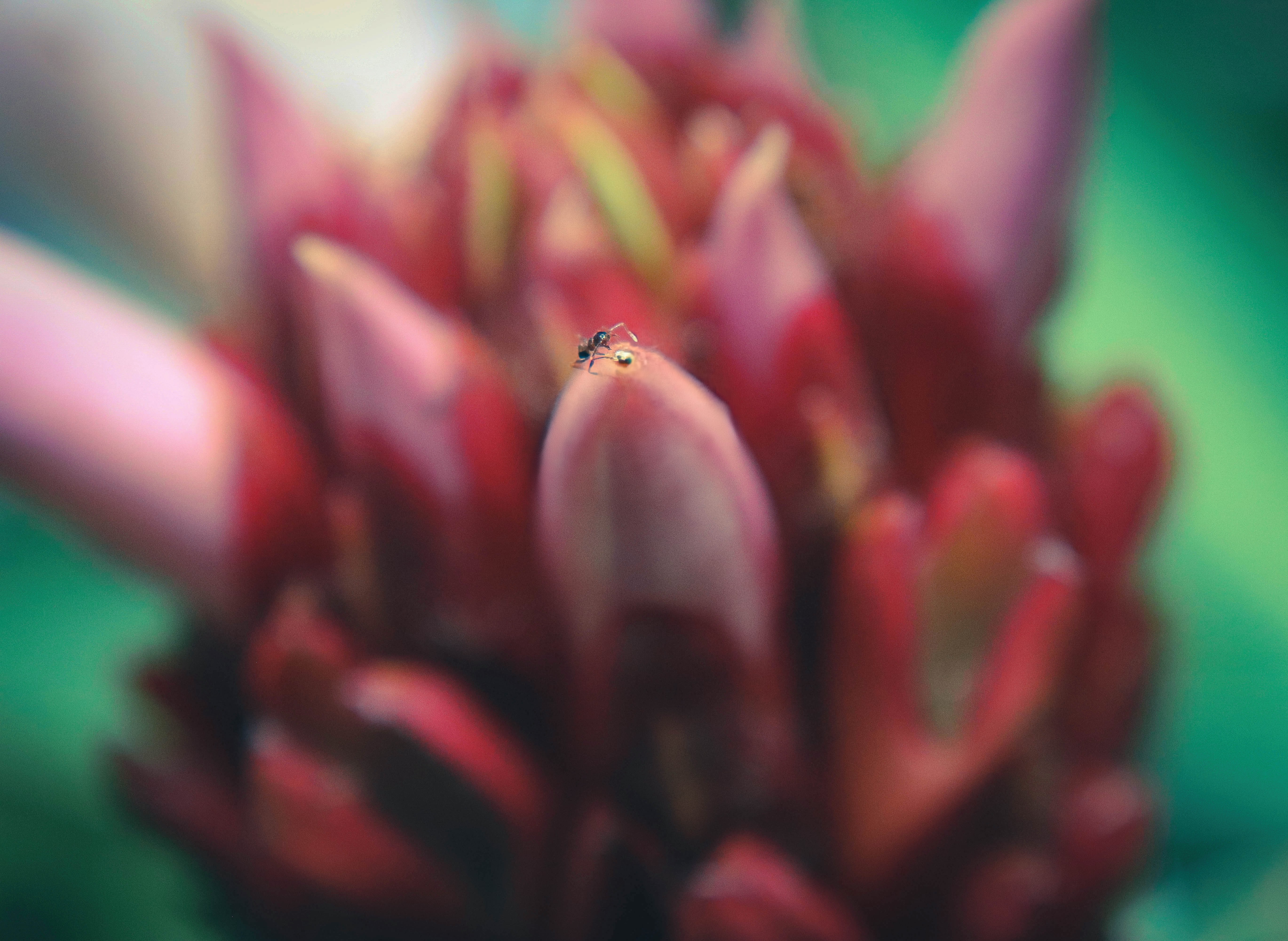 Insect on flower, Hawaii