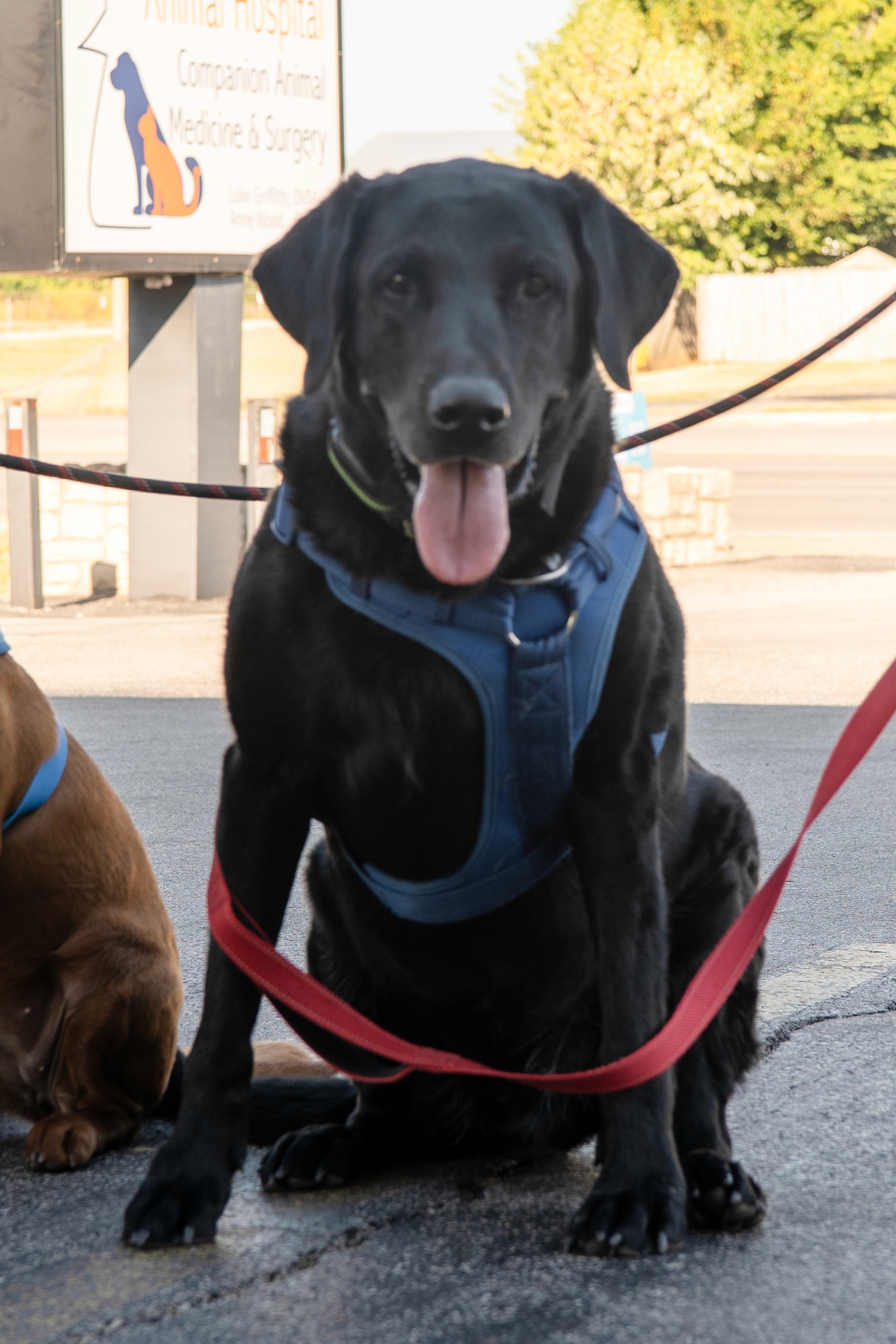 A healthy Black Labrador Retriever, a regular visitor and friend of our Bowling Green clinic.