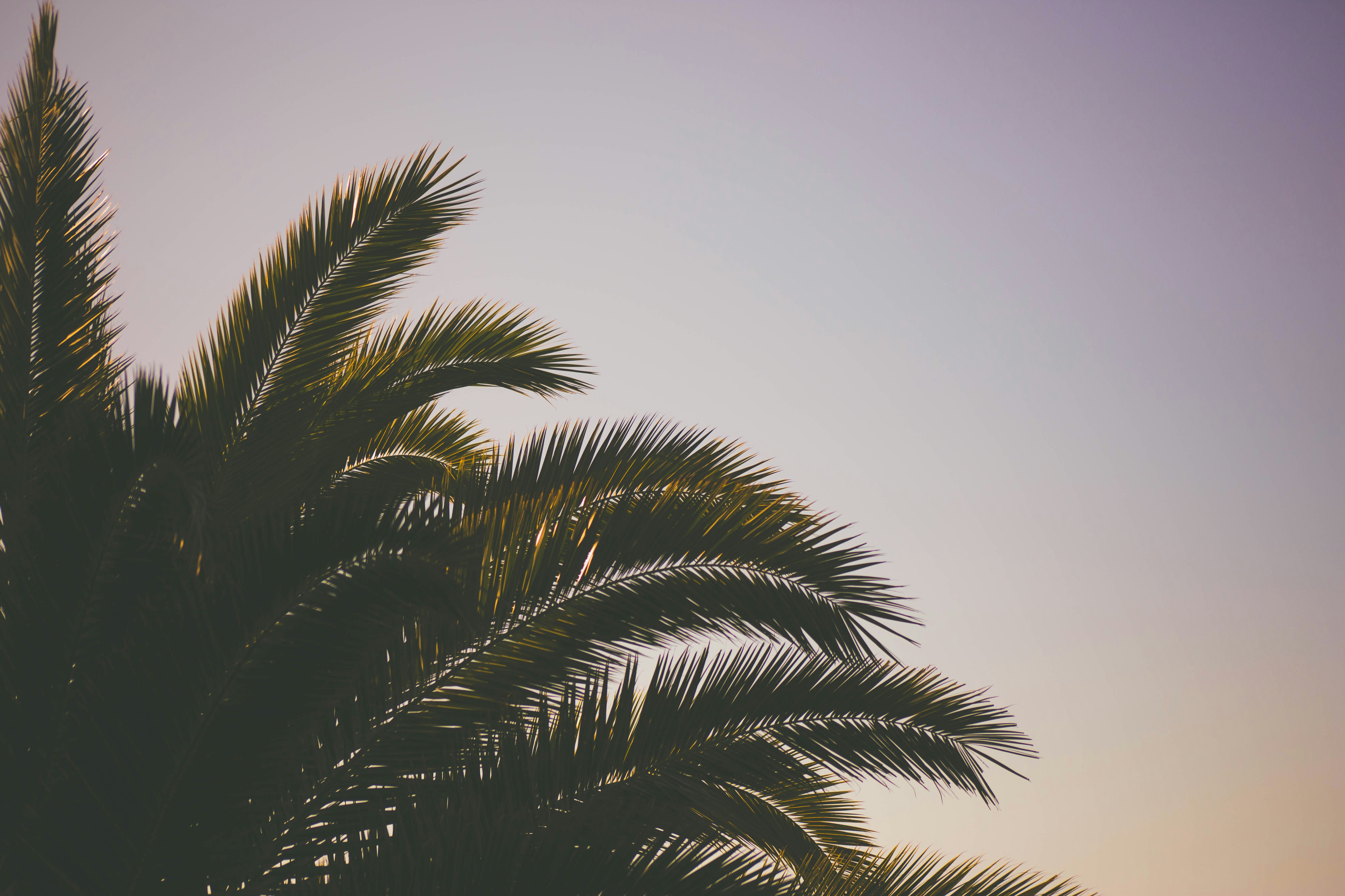 Palm USD