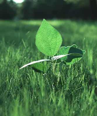 growing leaf in a grass patch