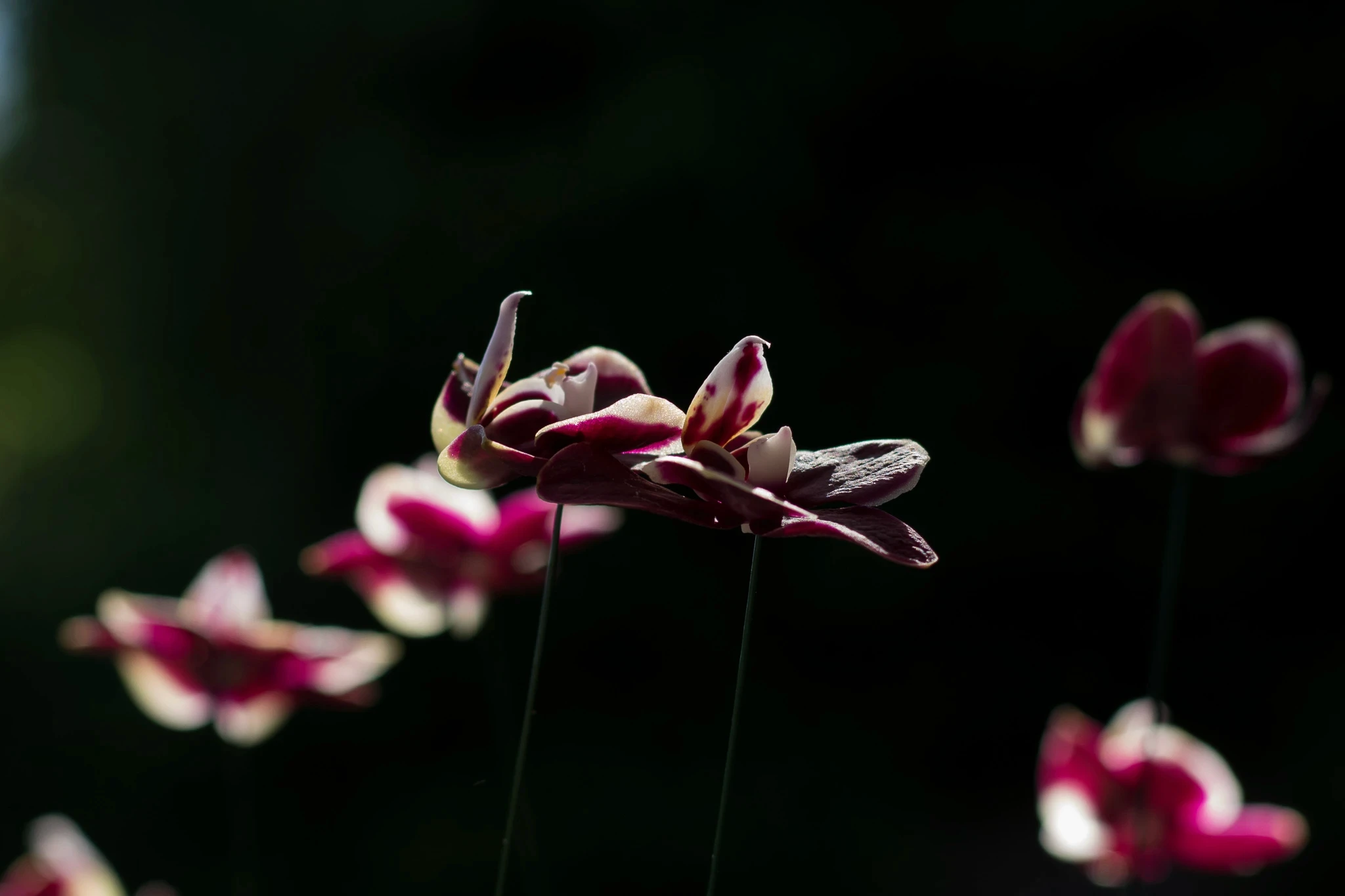 Macro de orquídeas en tonos bordó y blanco con iluminación selectiva sobre fondo oscuro para evento nocturno.