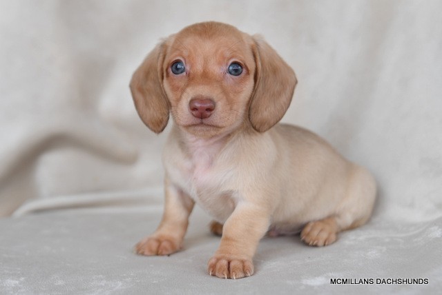 smooth blue and tan dapple dachshund puppy female