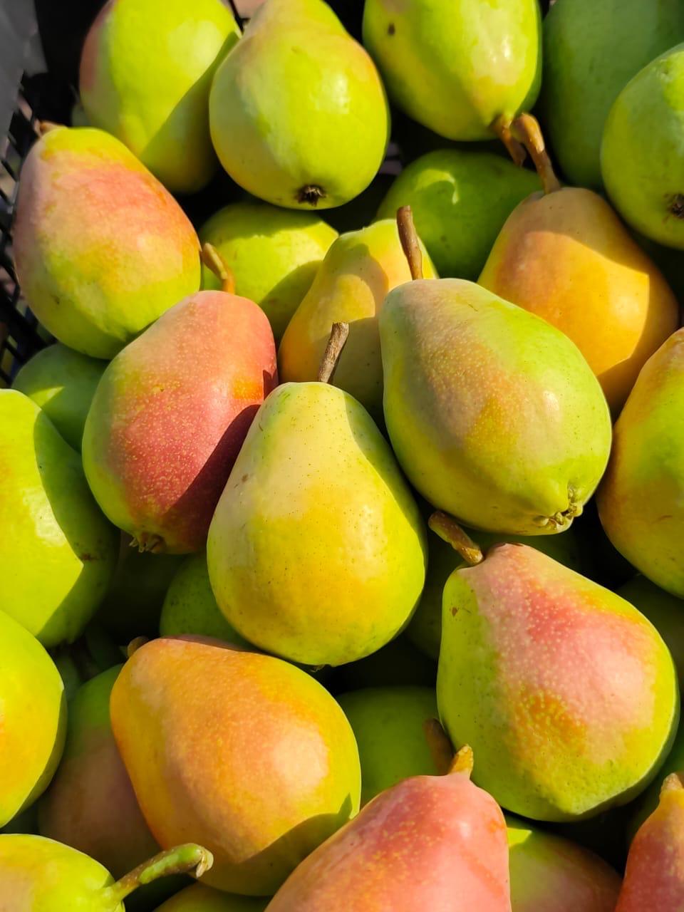 Fresh pears with reddish hues, Greek autumn varieties.