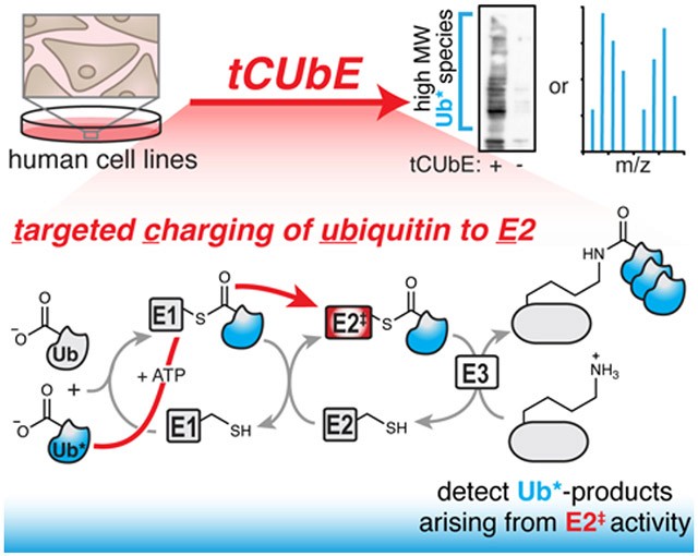 Ubiquitin E2 ligases activity-based protein profiling