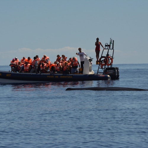 السياح في سترات نجاة برتقالية على متن قارب يشاهدون حوتًا يسبح بالقرب منهم في مياه هادئة مفتوحة تحت سماء صافية.