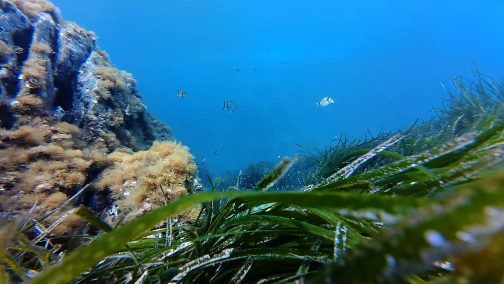 fish,-underwater,-corals,-sea,-ocean,-coral-reef,-school-of-fish,-school,-diving - joakant (pixabay)