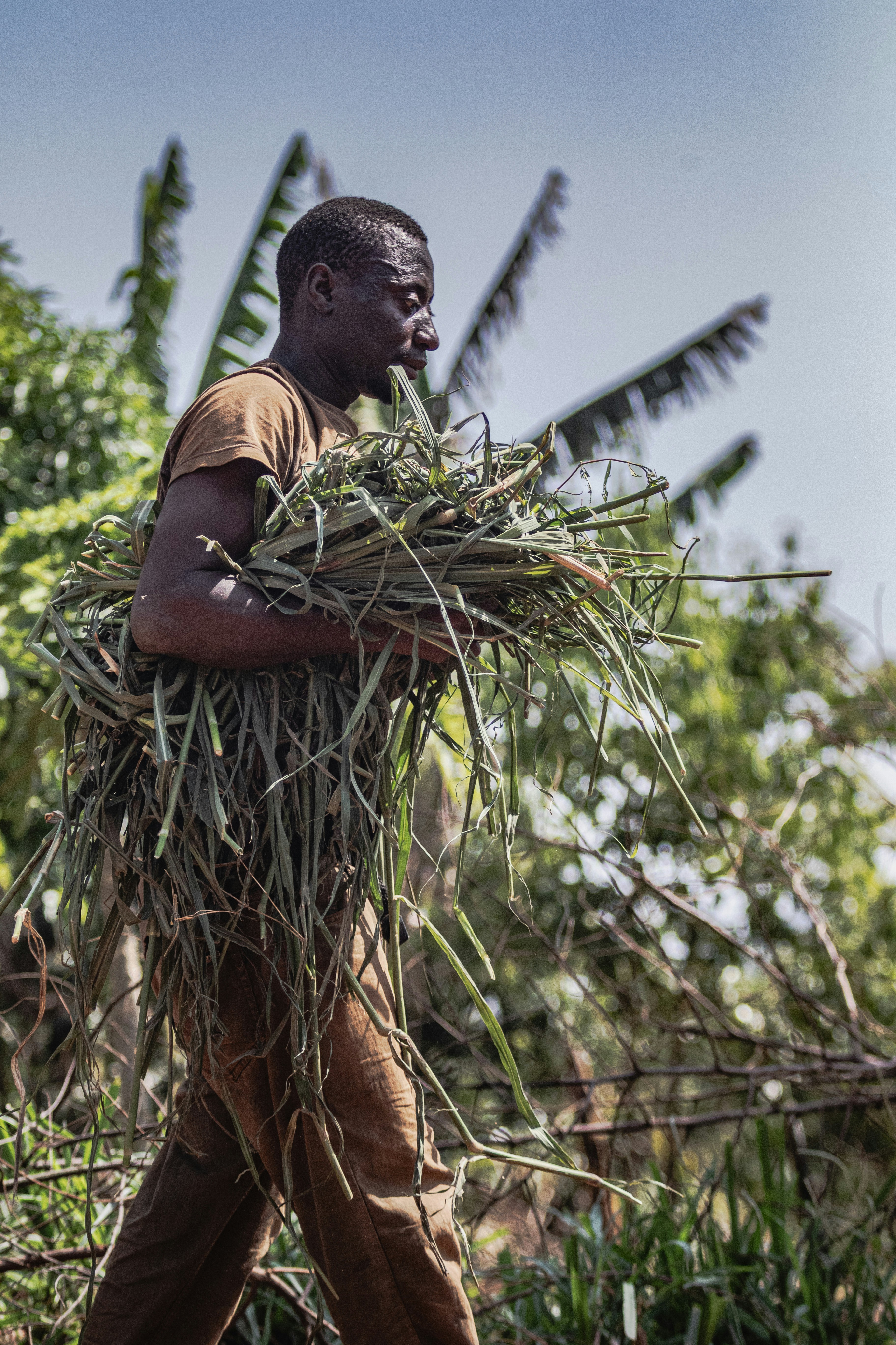 A man carries a large bundle of grass.