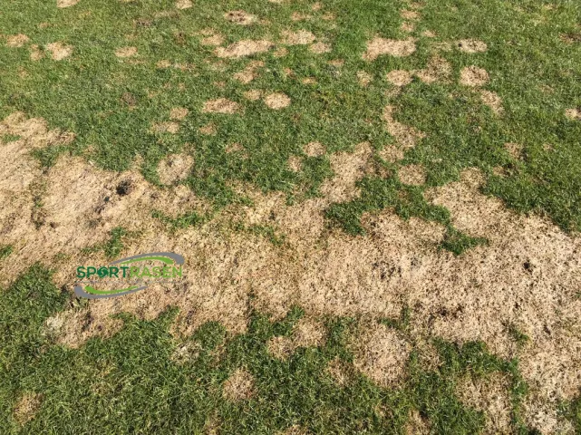 Schneeschimmel im Rasen