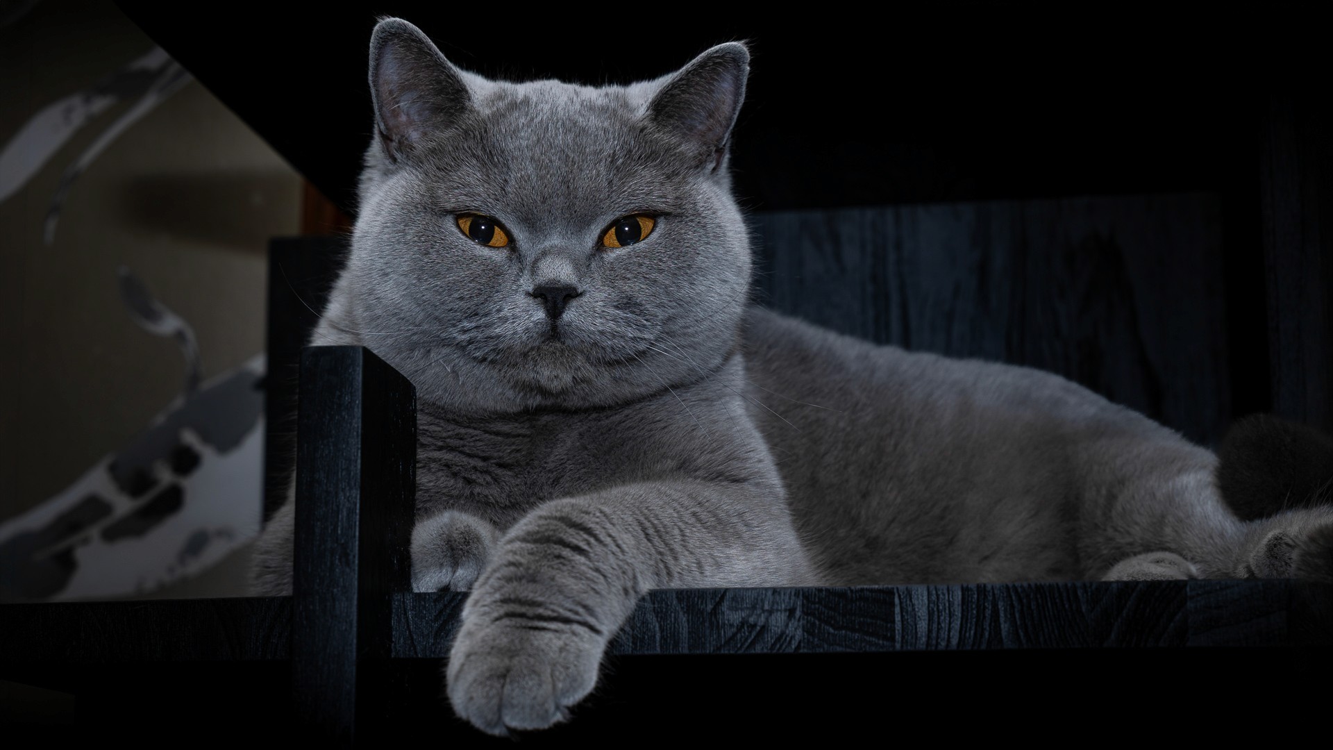 Composed British Shorthair cat with golden eyes. Cover image for Leadership Individual or Teamwork. Photo by Mats Soomre. #MomentsBySoomre