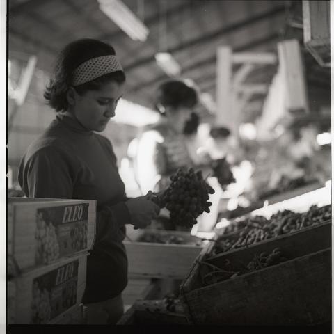 Primer plano, obrera en packing de uva.