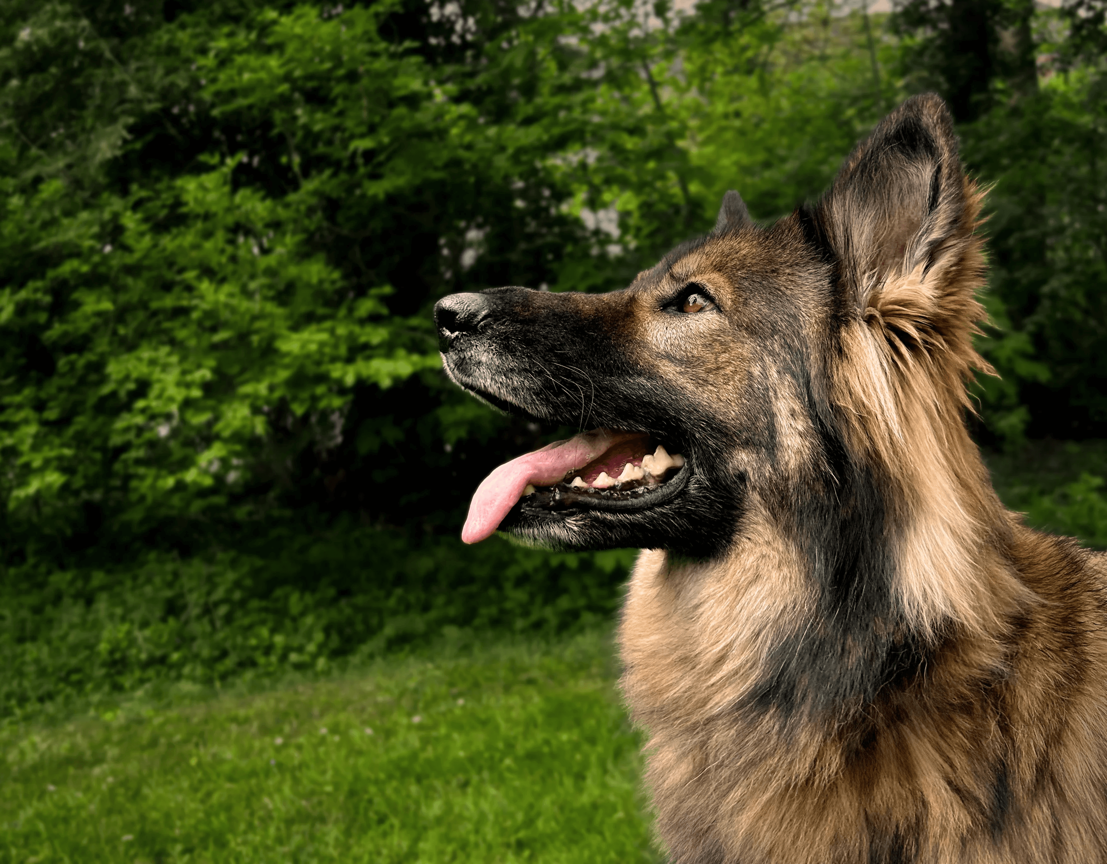 Schäferhund schaut in den Himmel 