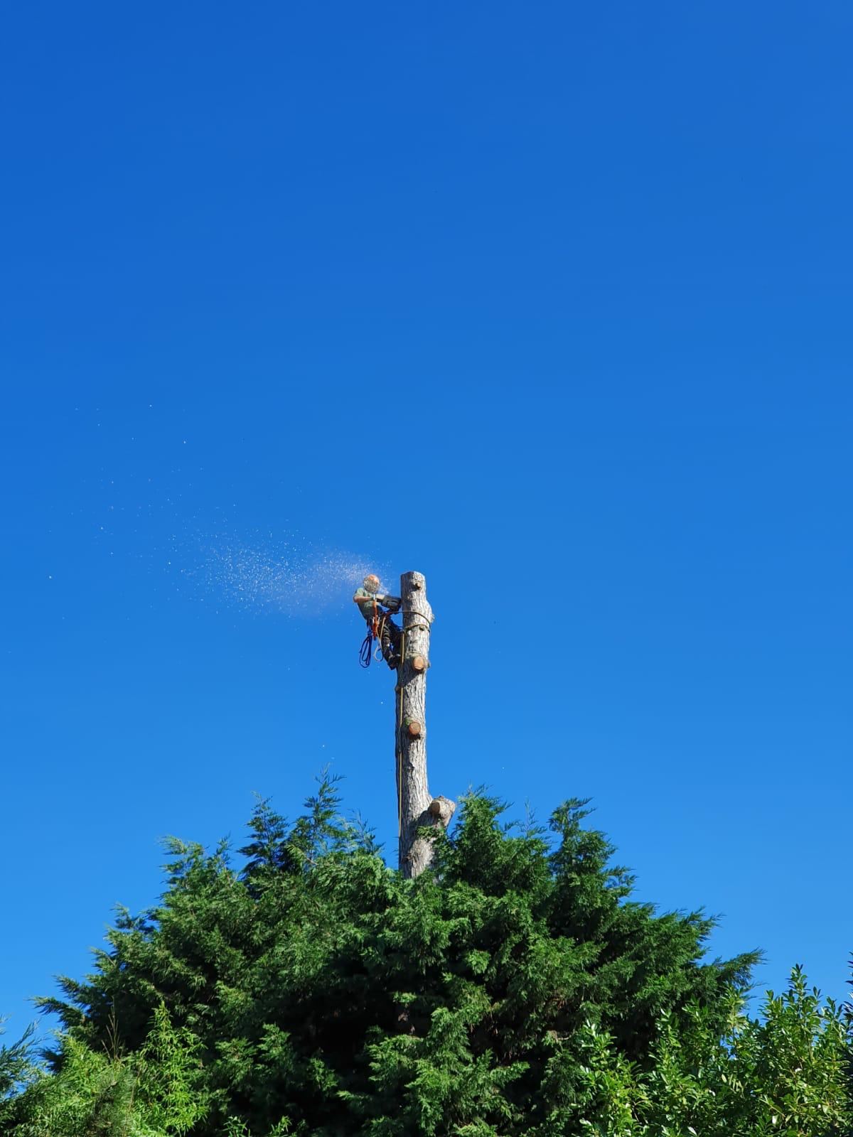 man-cutting-brown-tree-during-daytime - markus-spiske (unsplash)./pho