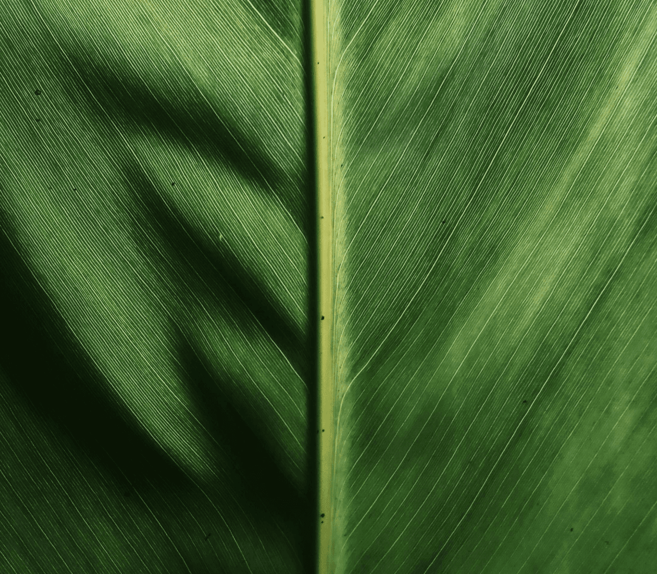 Green leaf close-up