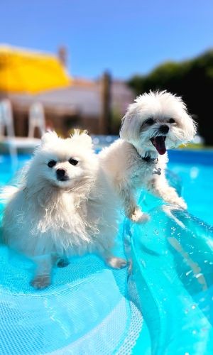 Luna and ted on pool floatie