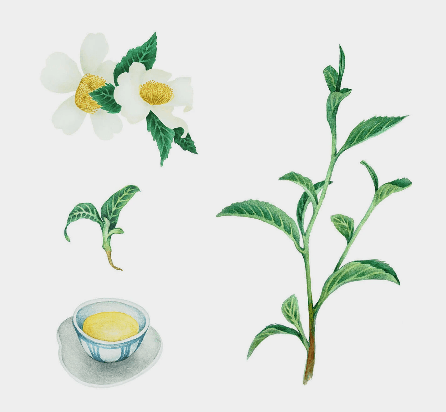 這張圖展示了清山寶珠的品牌設計元素，包括茶葉、山茶花、一杯茶的的手繪水彩圖稿。
