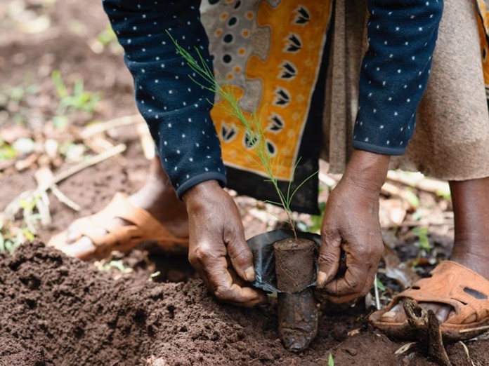 Close-up of a person planting a tree seedling by hand