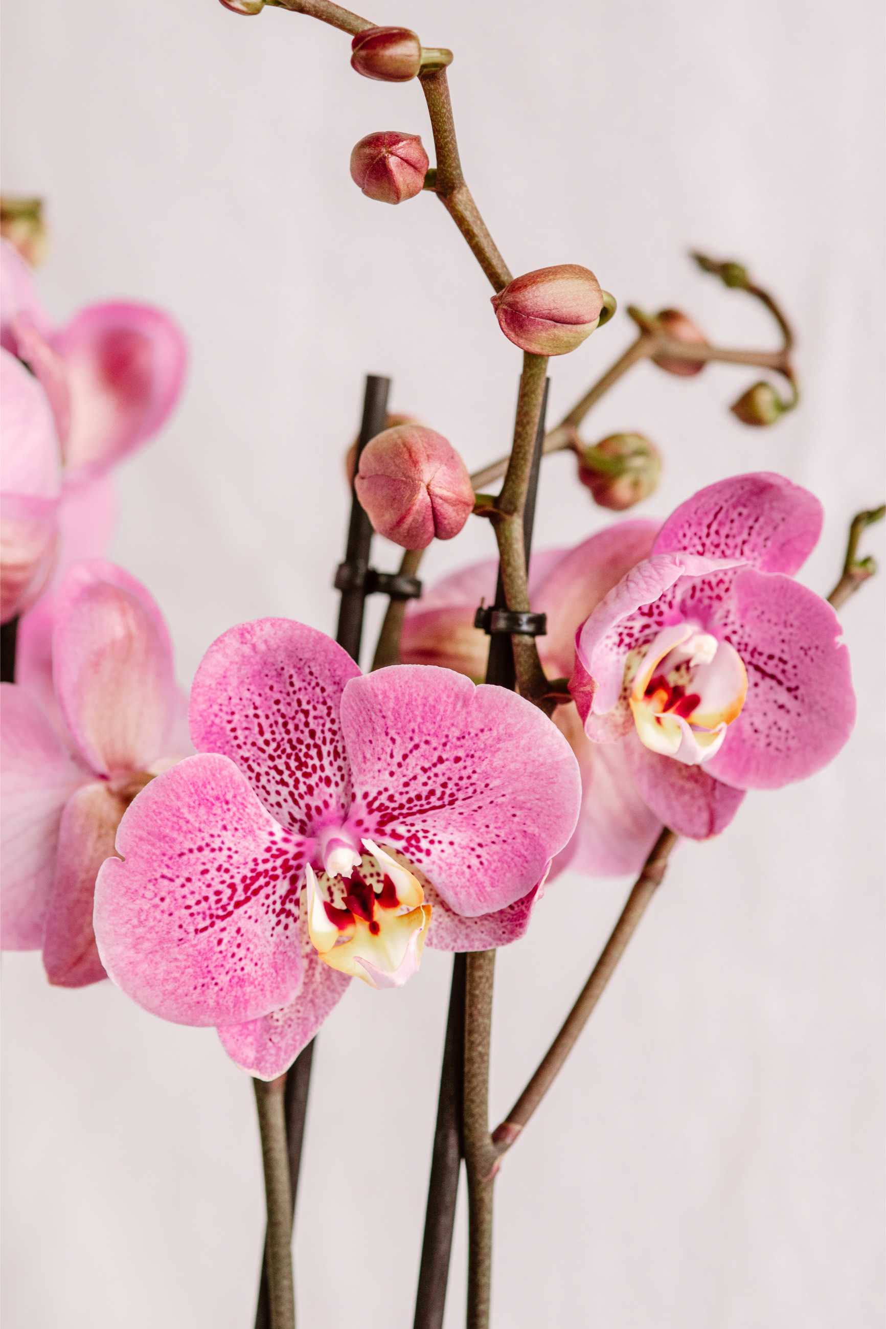 Detall de les flors rosa de l’orquídia Phalaenopsis amb els pètals plens de punts i tons suaus.