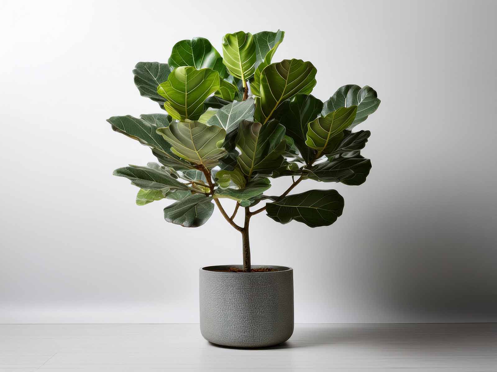 Fiddle Leaf Fig plant with large, glossy green leaves in a modern St. Louis office, supplied by Tropical Decor