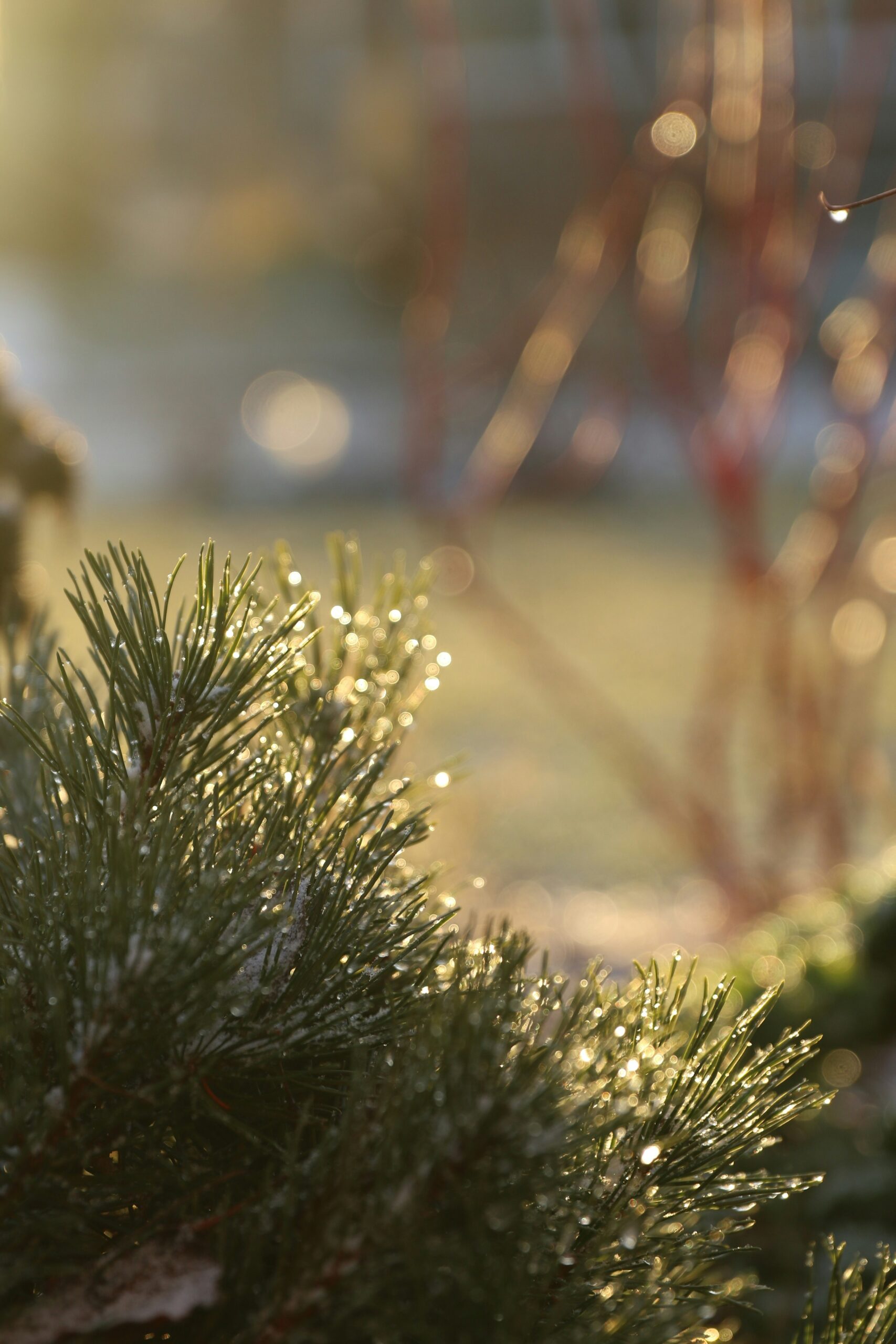 Garden in January with winter care