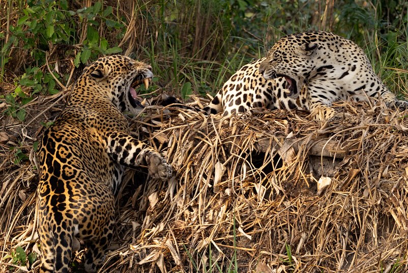 Brazil Safari - Guest Blog