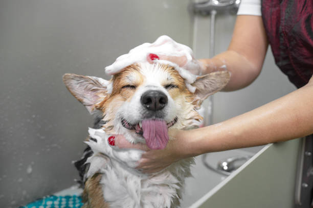 A dog getting a relaxing bath with natural pet-safe products