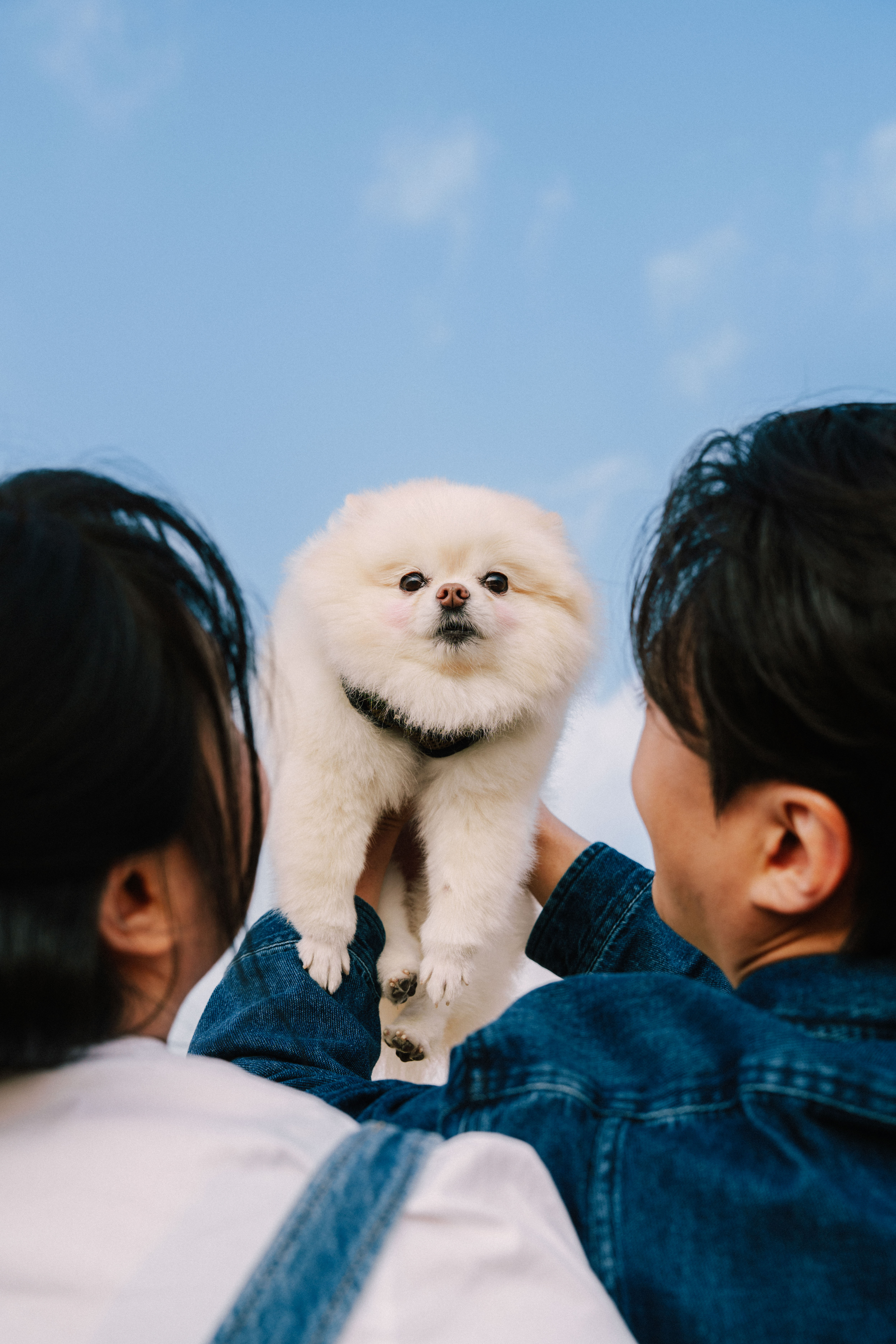 노을공원 반려견 동반 웨딩 스냅 후기 | 강아지와 함께한 무해한스냅의 자연스러운 기록