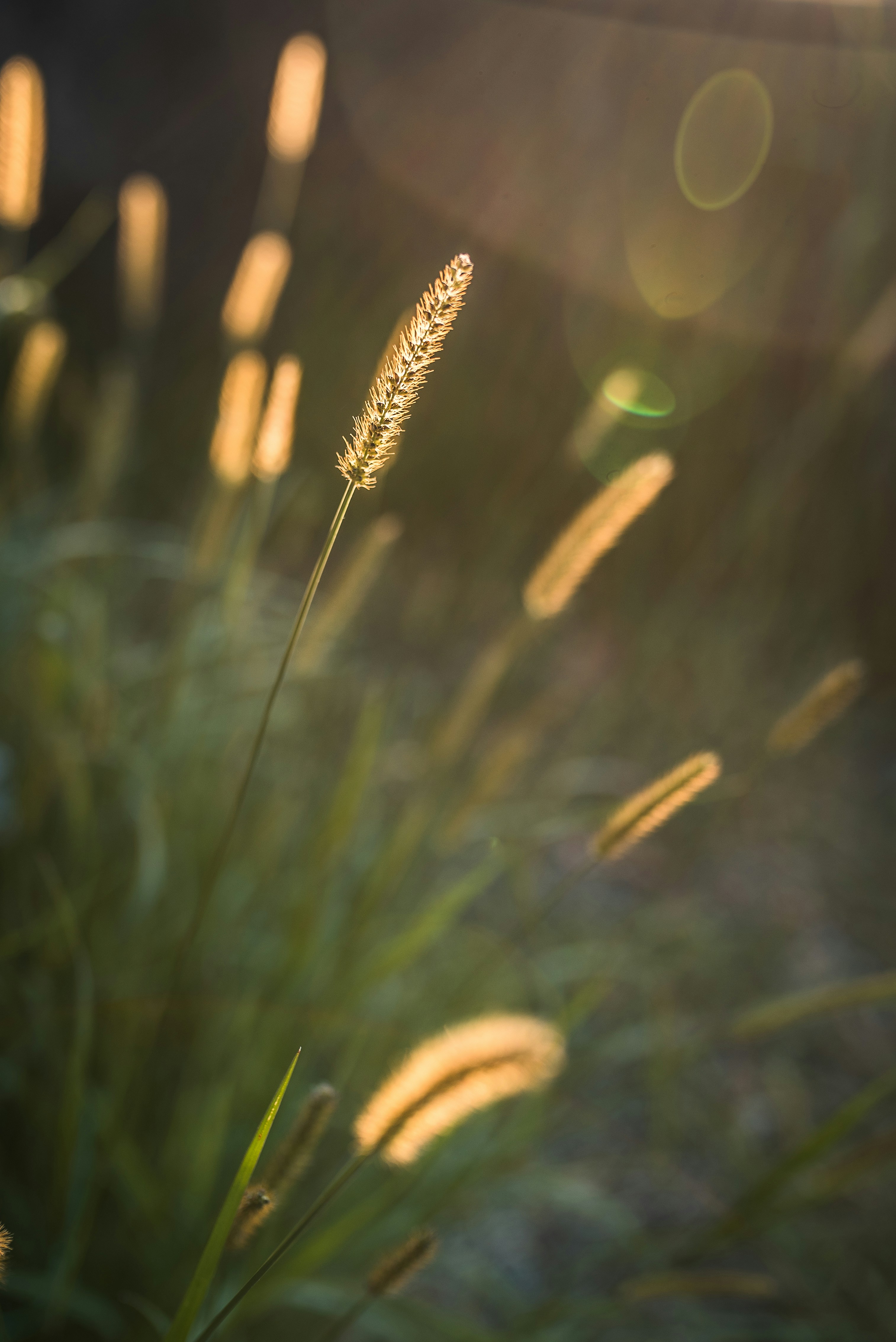 orange cattail flower