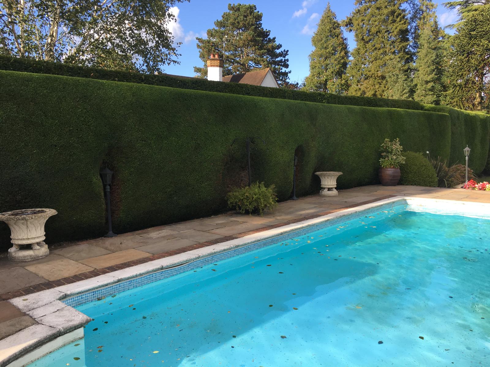 walkway,-trimmed,-bushes,-trees,-lining,-path,-leaves,-spring,-fall,-beautiful,- - 1139623 (pixabay)