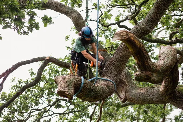 5 Ways How Tree Removal Services Can Increase Your Property Value in Southwestern, NJ