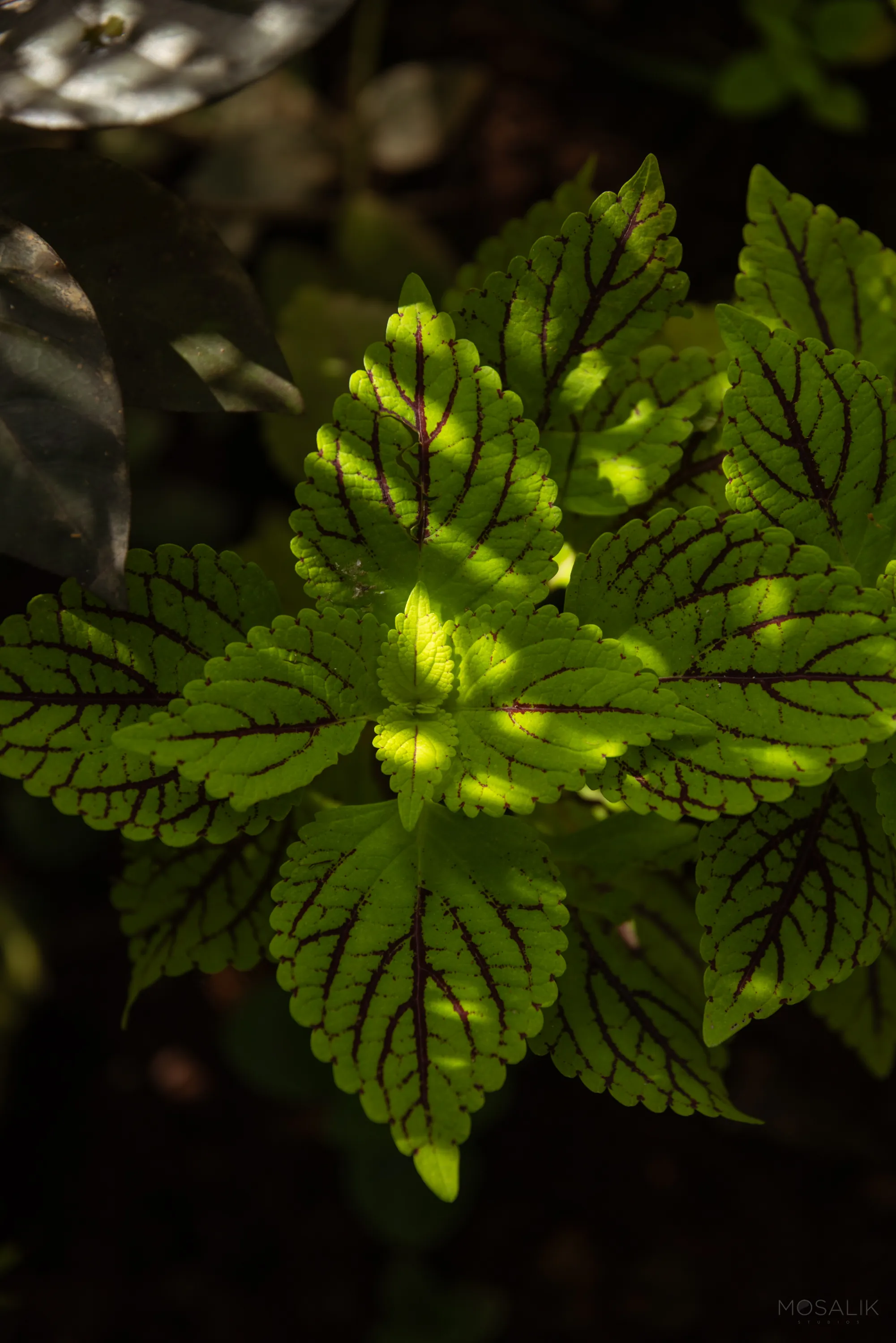 Dappled light on the garden foliage at Jaali Blue
