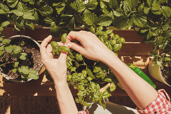 Amber Robinson Registered Herbalist in green field