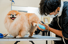 A groomer is trimming the fur of a fluffy Pomeranian dog on a grooming table. The dog is standing on the table with its back to the camera, and the groomer, wearing a face mask, is carefully using a grooming tool on the dog's leg. The dog appears happy, with its tongue out and a friendly expression. There is a mirror in the background