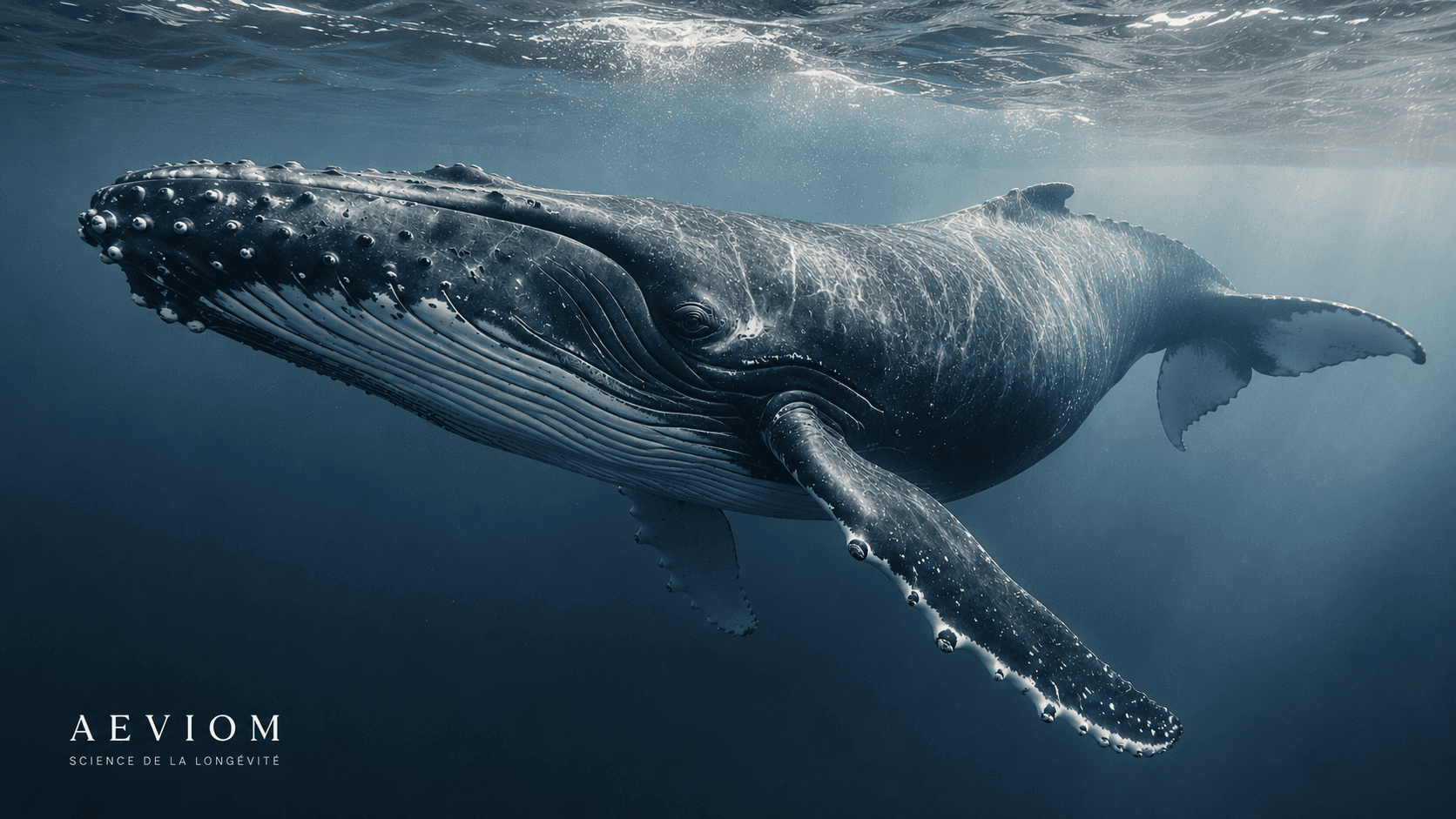 Capable de vivre plus de deux siècles, la baleine boréale intrigue les chercheurs par sa résistance exceptionnelle au cancer, au stress cellulaire et au déclin lié à l’âge. Une fenêtre fascinante sur les mécanismes biologiques de la longévité extrême.