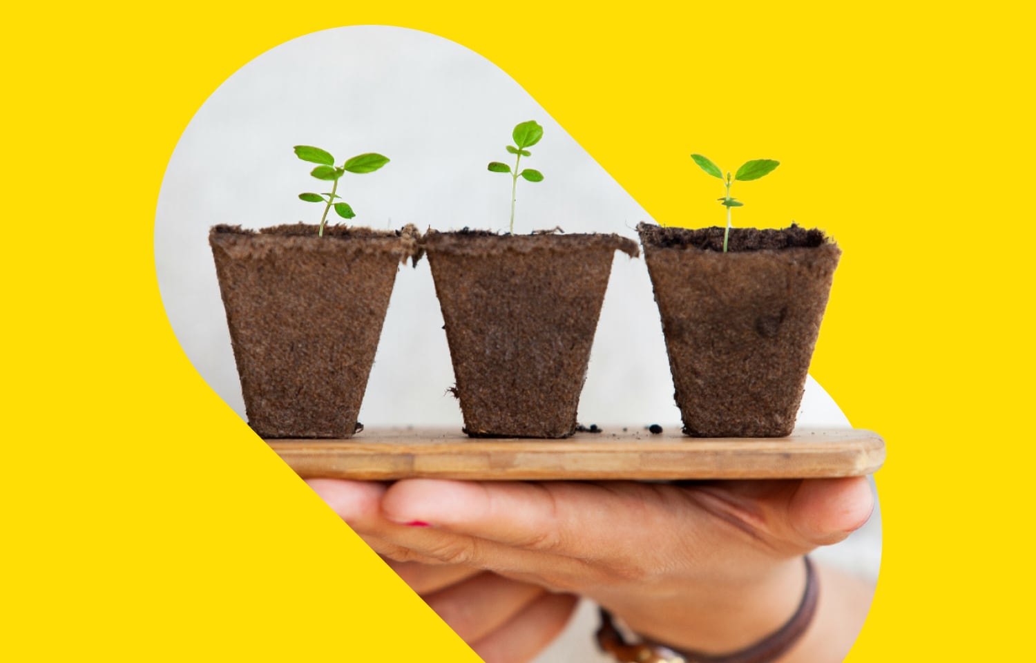 Three small saplings in pots